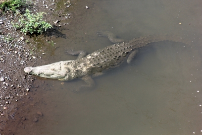 Crocs in the Rio Grande, Costa Rica 2013